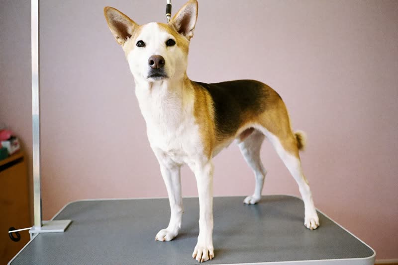 A dog standing calmly on a grooming table